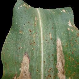 植物病害数据集中玉米叶片上常见锈病的样本图像