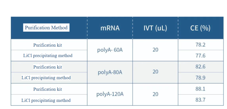 mRNA2