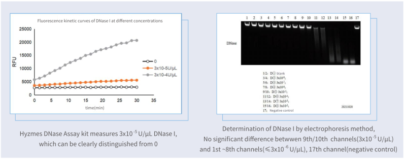 Nuclease Detection