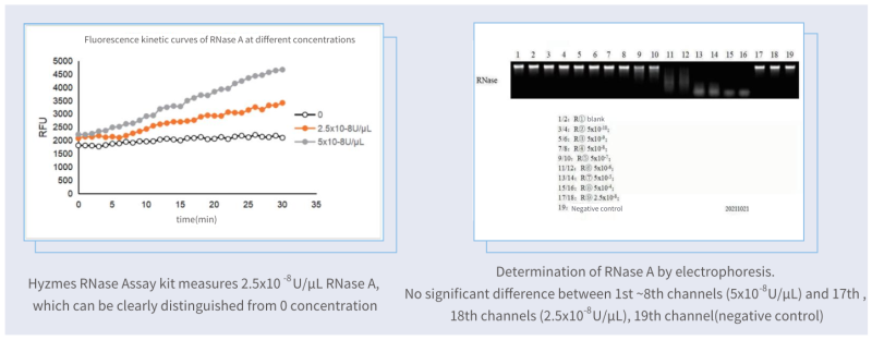 Hzymes RNase Assay kit 2