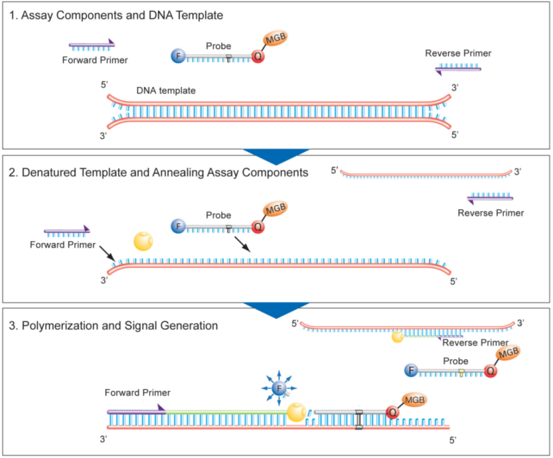 PCR method