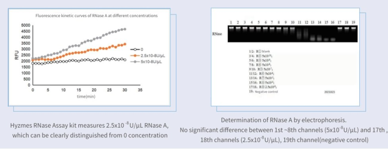 RNase sensitivity higher than gel electrophoresis method